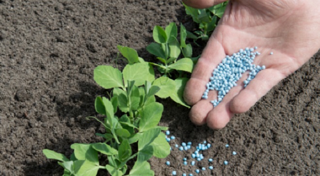 A hand applying blue fertilizer granules to small green pea crops