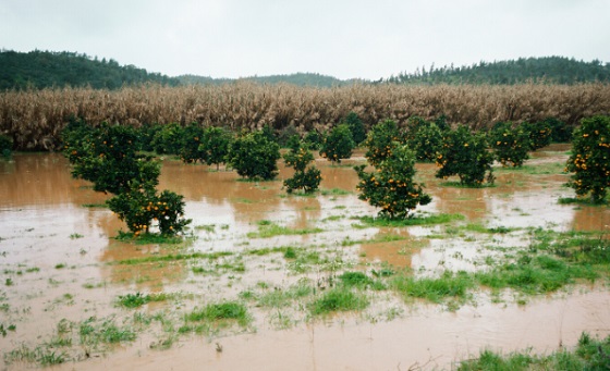 Impact of floods on agriculture in Kenya