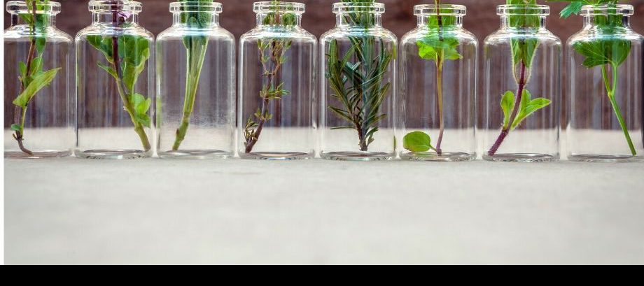 types of herbs grown in in Kenya
