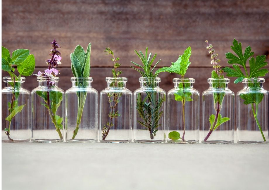 most profitable medicinal herbs to grow