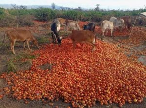 Cows eating rejected tomato fruits