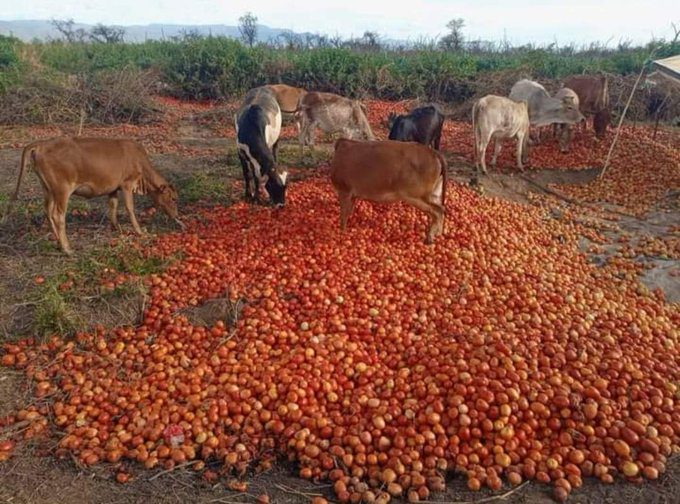 Cows eating rejected tomato fruits