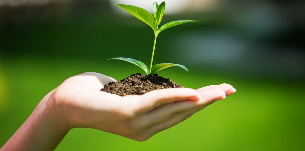 hand holding growing plant