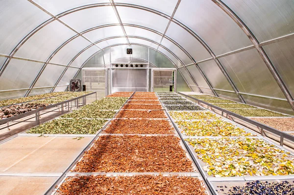 Colorful herbs in Solar dryer greenhouse for drying food and herbs ingredient or agriculture products by sunlight heat.