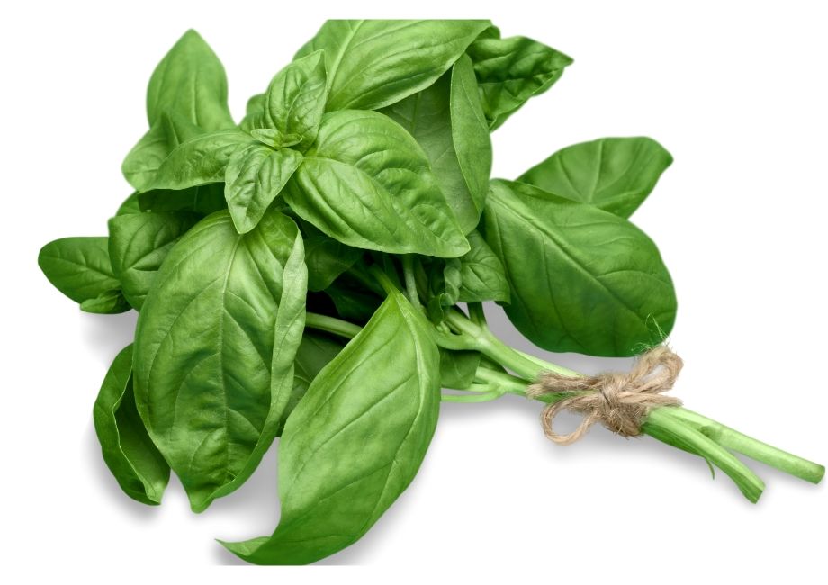 Basil herbS leaves 