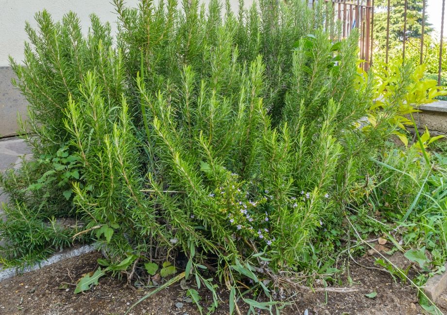 A Rosemary bust next to a stone wall