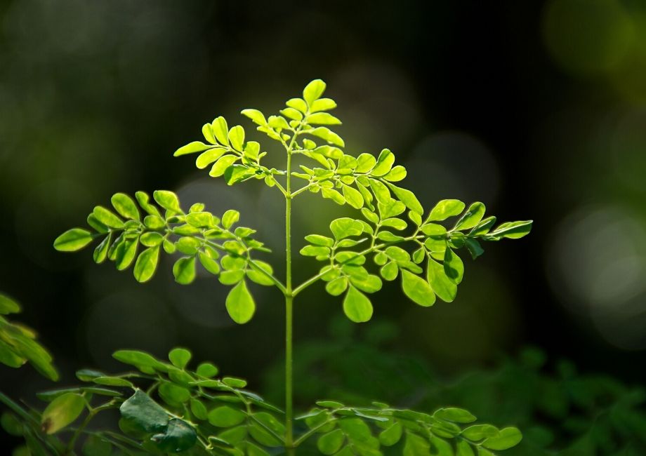 A growing Morning tree leaves