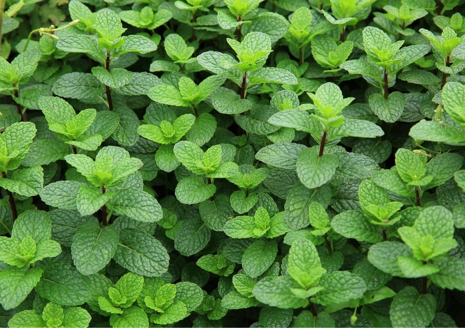 A picture of growing mint leaves 