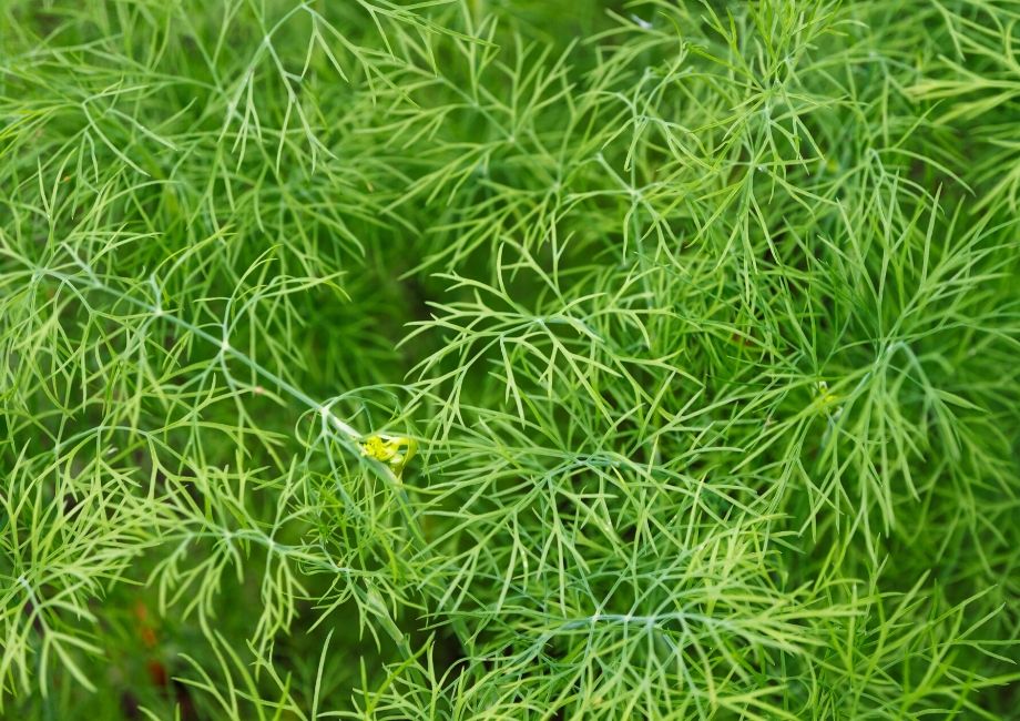 Dill herbs leaves