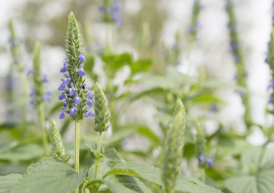 A flowering chia crop