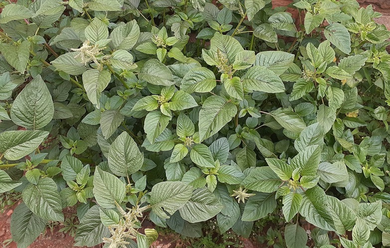 Amaranath/Terere/Mchicha traditional vegetables in Kenya