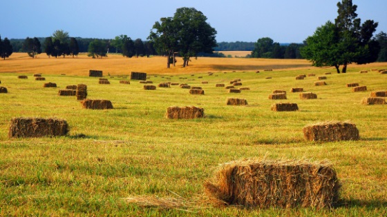 Is Hay Farming in ASALs a Good Profitable Idea?