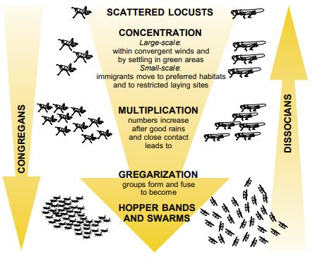How desert locust plague forms