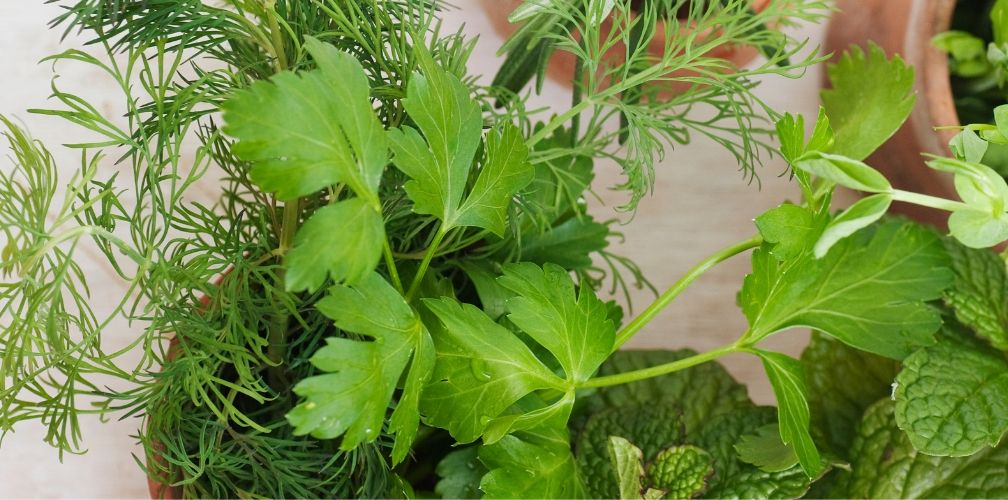 A photo of Herbs grown in Kenya like Dill, Dhania and mint