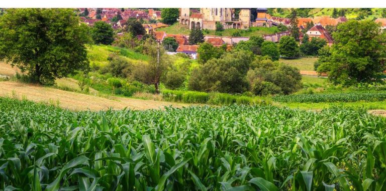 corn/maize growing in near a town