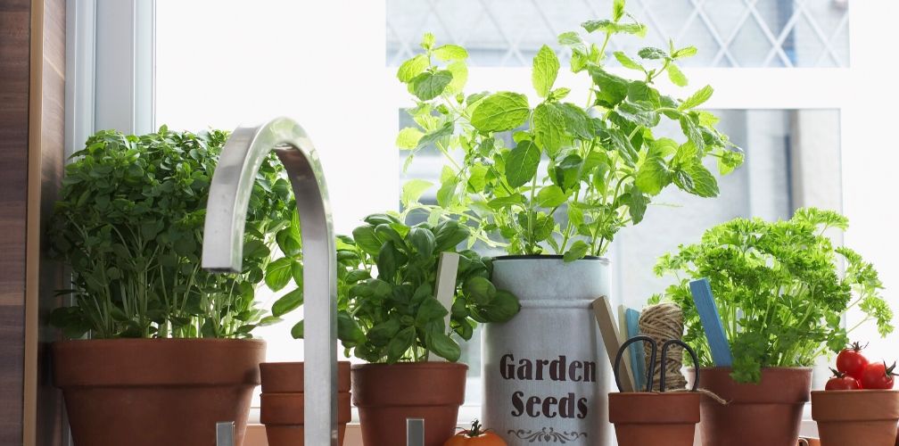 potted micro green vegetables placed on a kitchen bench