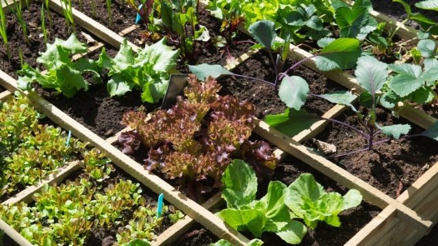 Which are the best vegetables for your kitchen garden