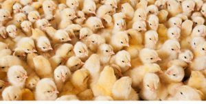A photo of many One-day-old chicks for sale
