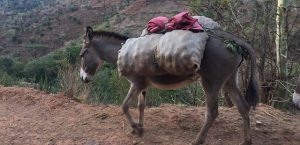 A picture of a donkey carrying farm goods