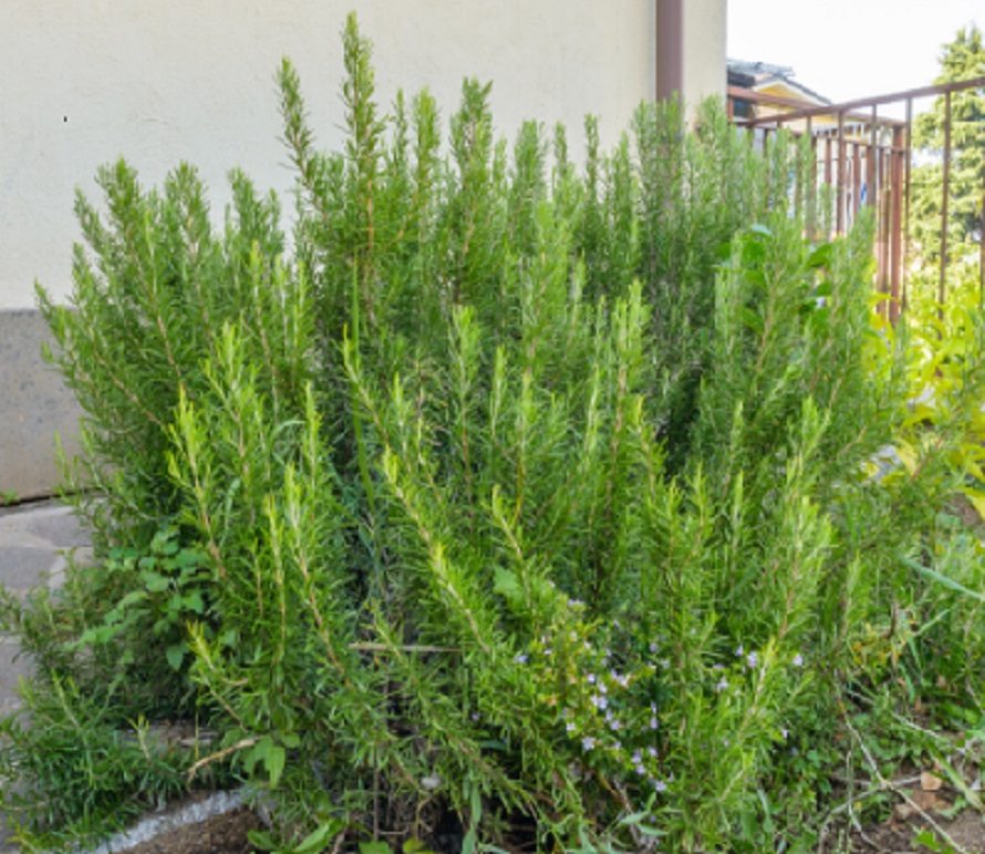A shrub of rosemary used as a landscaping hedge
