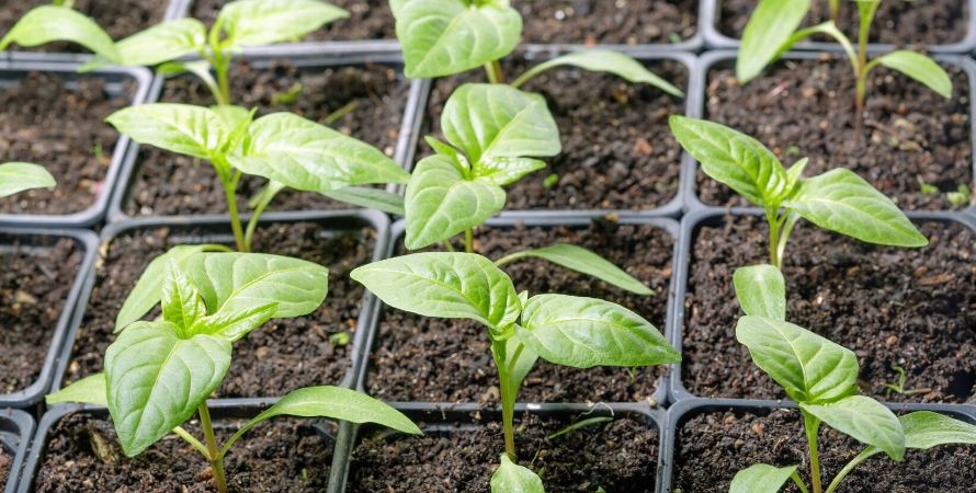 healthy seedlings growing in seed cups 