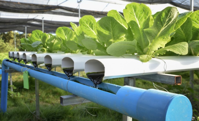 Hydroponic Farming