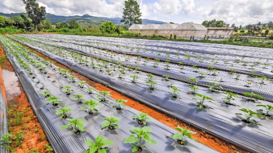 A commercial farm using synthetic plastic mulches with greenhouses in the background