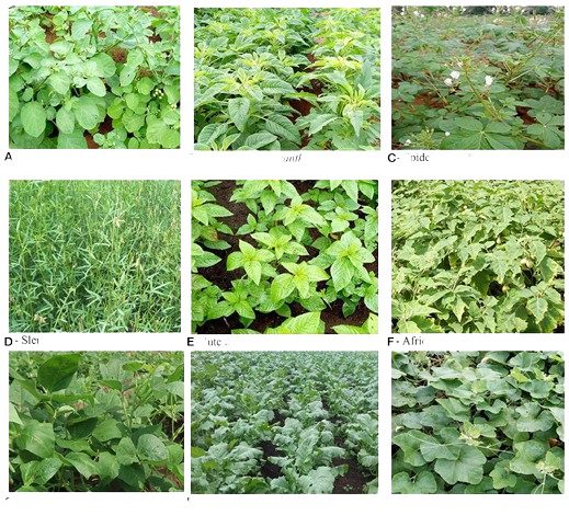 (A) African nightshade, (B) Amaranth (Amaranthus spp), (C) Spider plant , (D) Slender leaf , (E) Jute mallow, (F) African eggplant , (G) Cowpea (H) African kale (Ethiopian mustard), (I) Pumpkin.