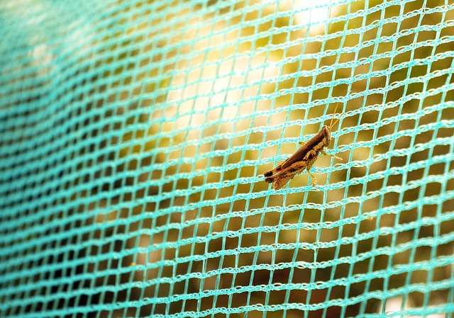 a mall grasshopper/desert locust trapped on a green insect net