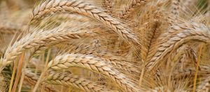 close-up-of-wheat