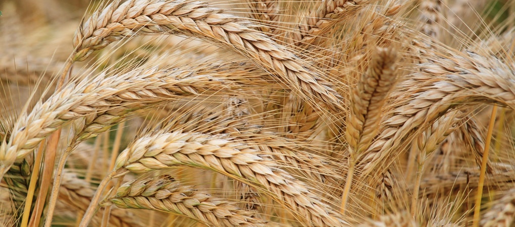 Which are the best wheat varieties in Kenya?