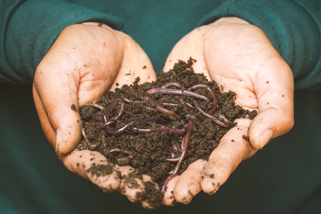 Someone holding vermicompost health worms in decomposed soil