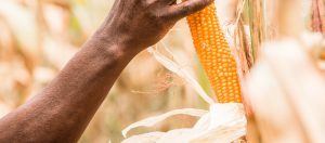 profitable maize farming