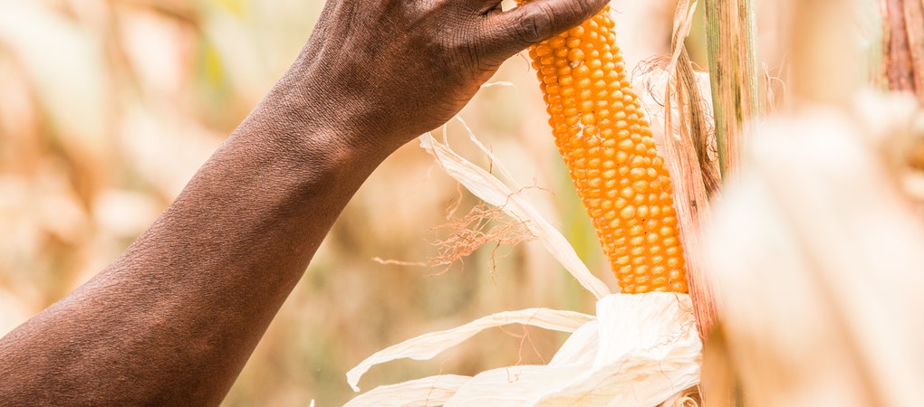 Tips for profitable maize farming in Kenya