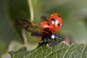 A lady bird on a healthy leaf