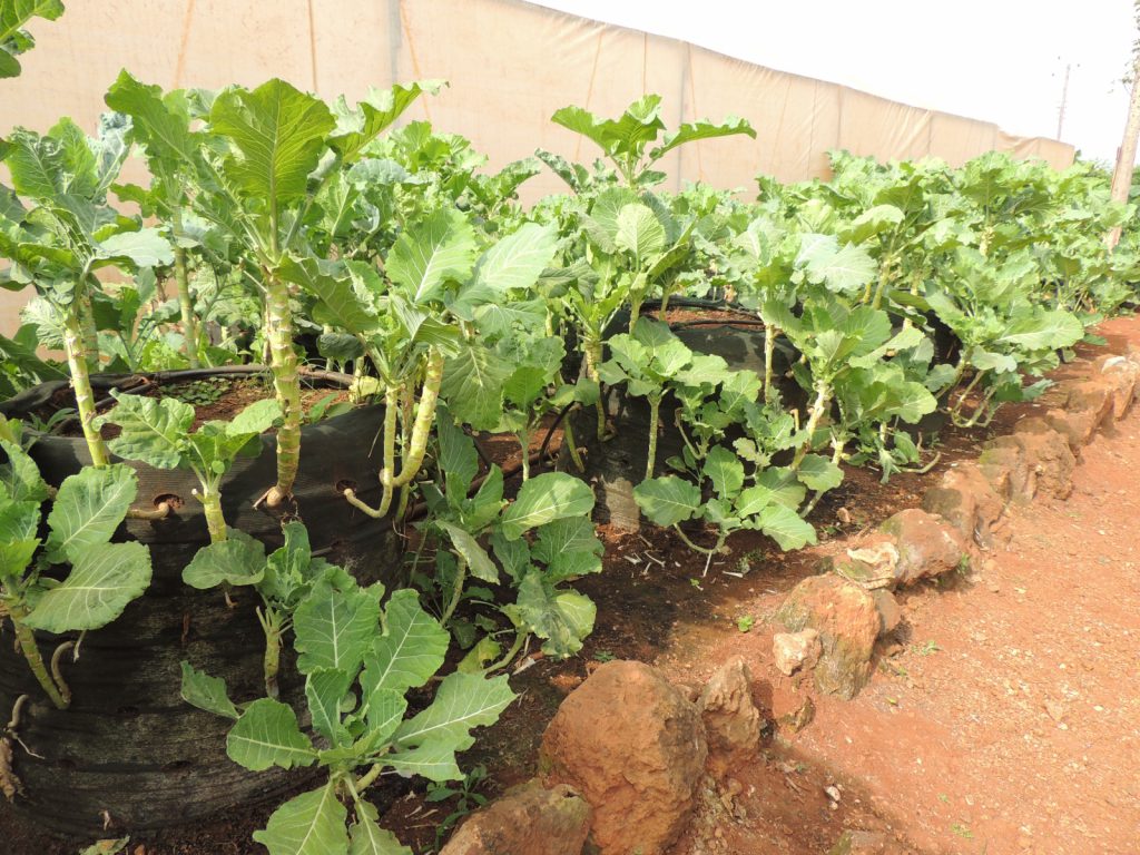 Kales growing on sacks in a survival garden