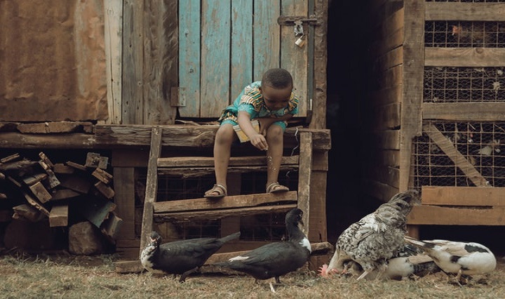 A young boy feeding poultry 
