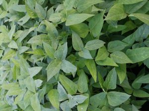cowpeas/kunde traditional vegetables