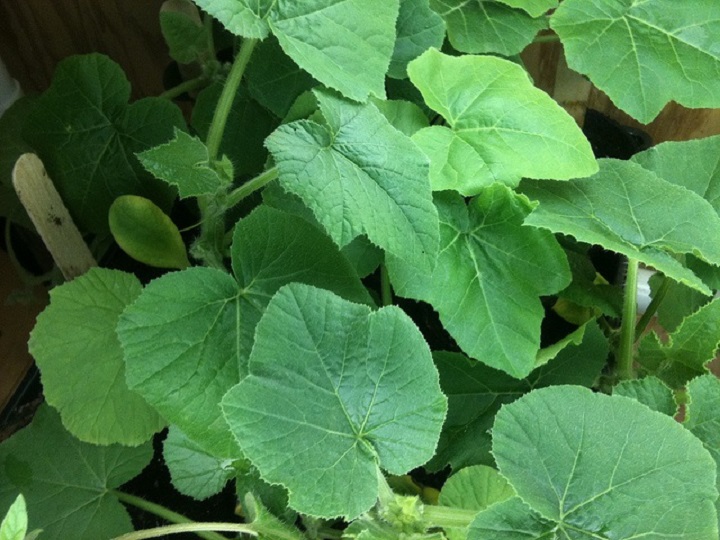 Pumpkin leaves or misheveve
