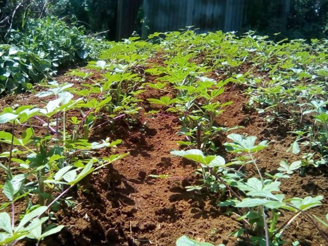 How to grow quality traditional vegetables in Kenya