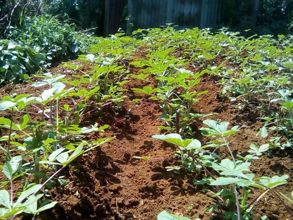 How to grow quality kienyeji vegetables in Kenya