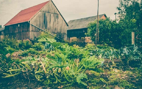 How to start an organic Kitchen garden in 7 steps