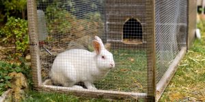 A white rabbit in a cage with rabbit cage and house