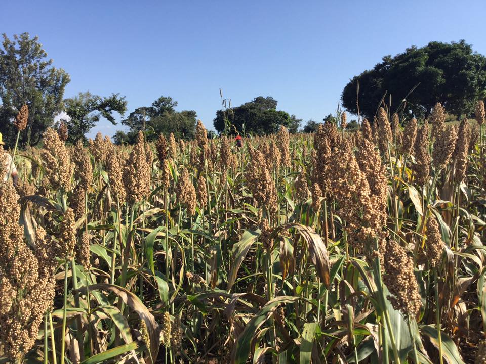 A farm of mature sorghum seed crop ears 