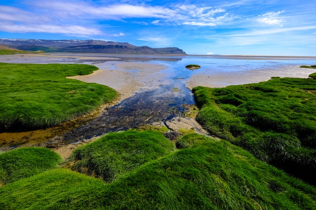 lush green shore sand flood