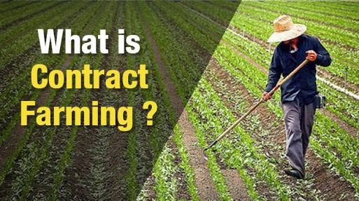 Contract Farming, the farmers secret to make more money