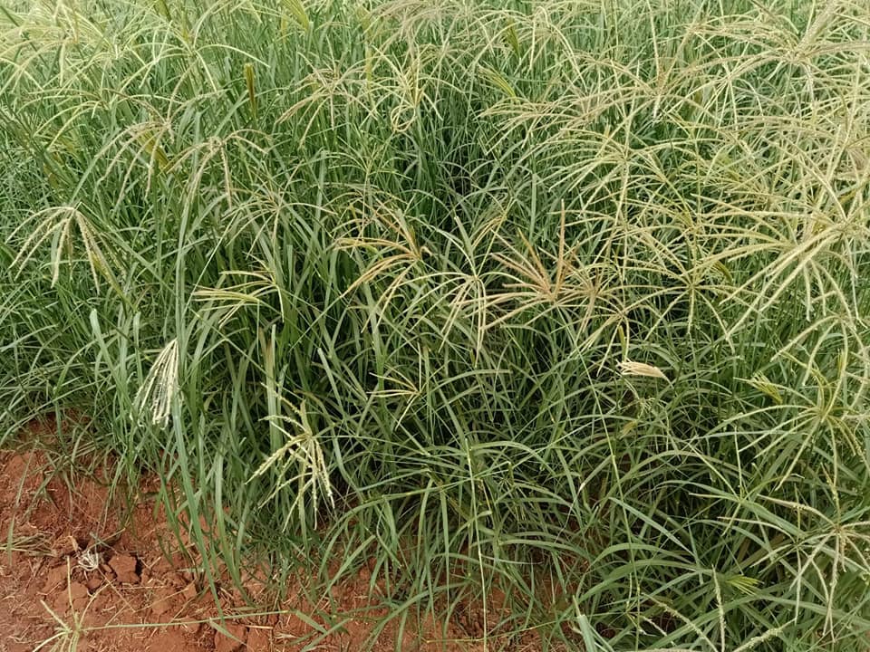 Nutritious_Livestock_Fodder_Grass