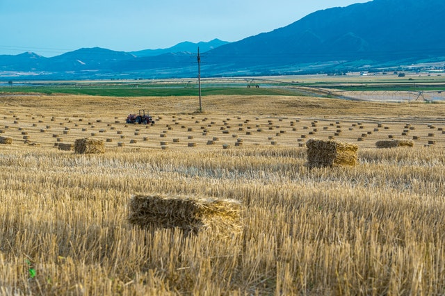 Hay farming in Kenya
