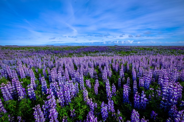 Lupin fodder crop grown in Kenya