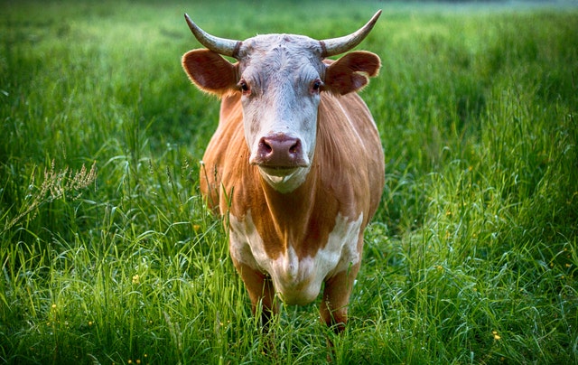 A healthy cow in a field with nutritious grass